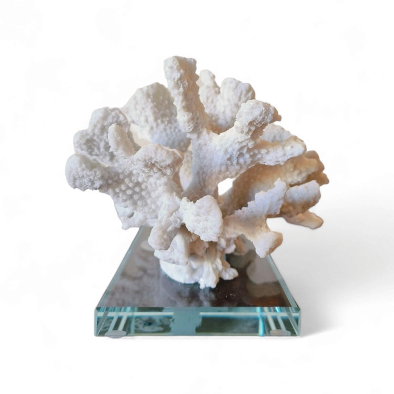 Decorative White Coral