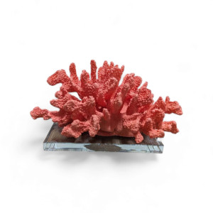 Decorative Orange Coral with Clear Stand