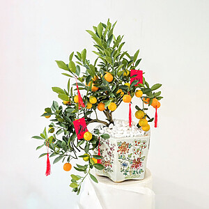 Tetflowers Kumquat01