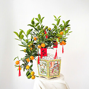 Tetflowers Kumquat02